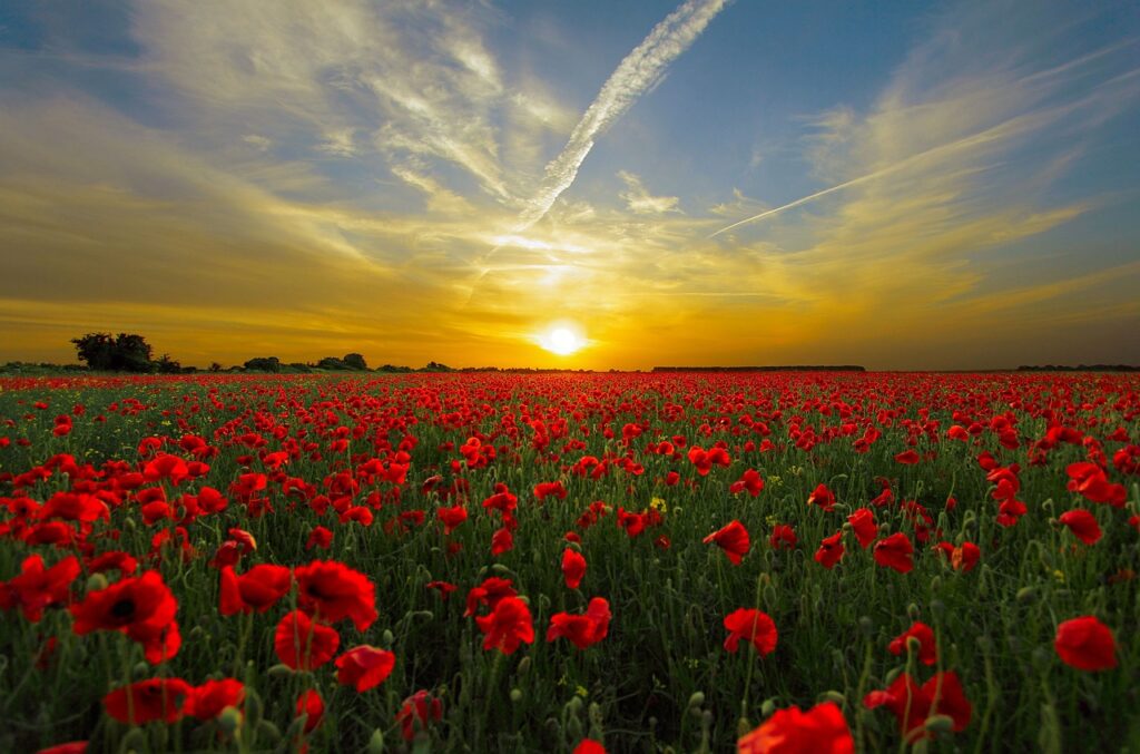 sunset, poppies, field, red poppies, poppy field, red flowers, meadow, flower meadow, flower field, dusk, twilight, horizon, sky, sun, nature, sunset, sunset, sunset, poppies, sky, sky, sky, sun, sun, nature, nature, nature, nature, nature
